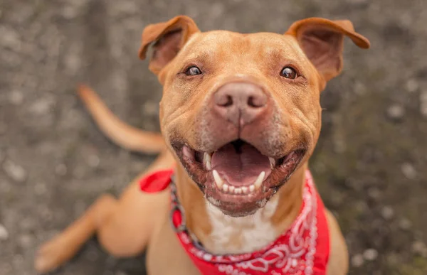 Un perro Pit Bull fotografiado para un refugio de California, que desde entonces ha sido adoptado —  Fotos de Stock