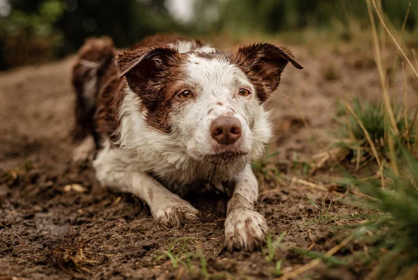 Marrone e bianco Border Collie allevamento e posa nel fango — Foto Stock