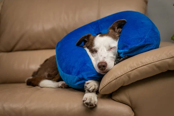 Cute Border Collie dog sleeping on a couch, wearing blue inflatable collar — Stock Photo, Image