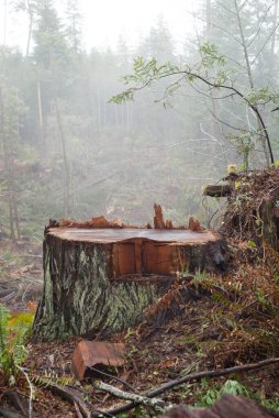 Humboldt County, Kuzey Kaliforniya 'daki antik Sekoyaların tahrip edilmesi