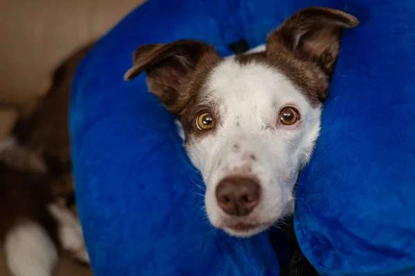 Niedlicher Border Collie Hund auf einer Couch, mit blauem aufblasbarem Halsband — Stockfoto