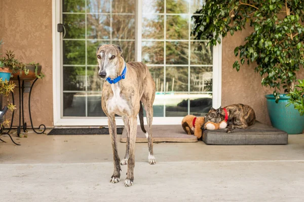 Zwei gerettete Greyhounds, ehemalige Bluthunde, in ihrer Wahlheimat — Stockfoto