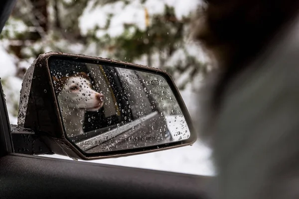 Riflesso piovoso di un cane giovane nello specchietto retrovisore di un'auto — Foto Stock