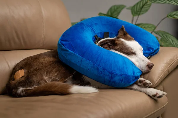 Niedlicher Border Collie Hund auf einer Couch, mit blauem aufblasbarem Halsband — Stockfoto