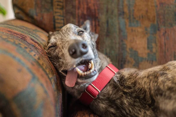Netter geretteter Windhund entspannt sich auf dem Sofa seines neuen Zuhauses — Stockfoto