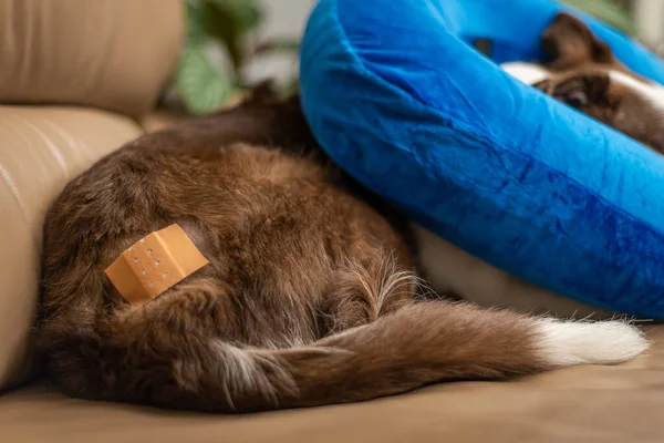 Hund liegt auf einem Sofa, mit Verband und aufblasbarem Halsband — Stockfoto