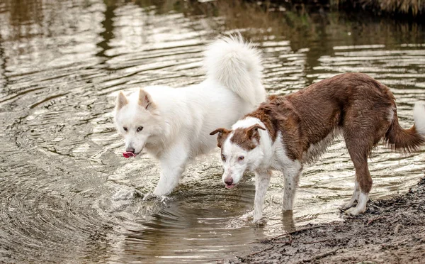 Söt, fluffig vit samojerad hund och hennes gränskompis — Stockfoto