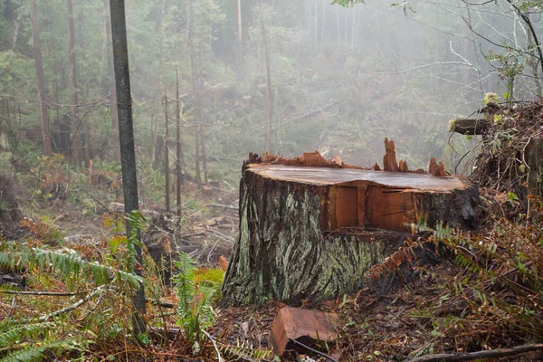 Desmatamento dos antigos sequoias em Humboldt County, norte da Califórnia — Fotografia de Stock