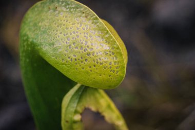 Kaliforniya Pitcher Bitkisi, Kobra zambağı olarak da bilinir.