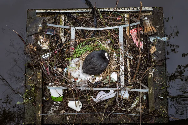 Coot sitting on a nest built with trash and litter, viewed from above — Stock Photo, Image