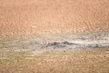Türkiye bir su arıtma tesisinde insan dışkısı çamuruna sıkıştı