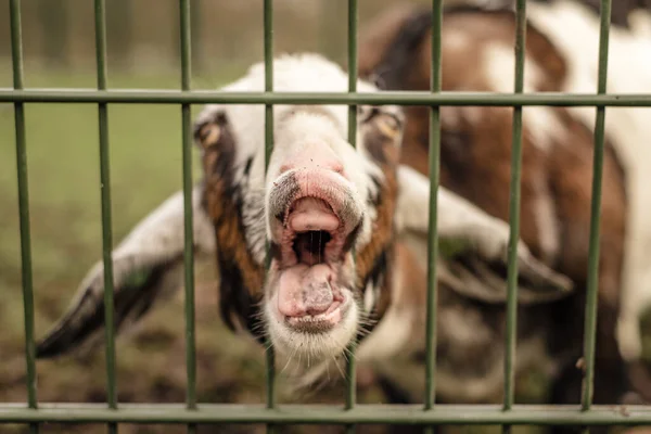 ヤギは柵の中に鼻を突き刺し面白い顔をしている。 — ストック写真