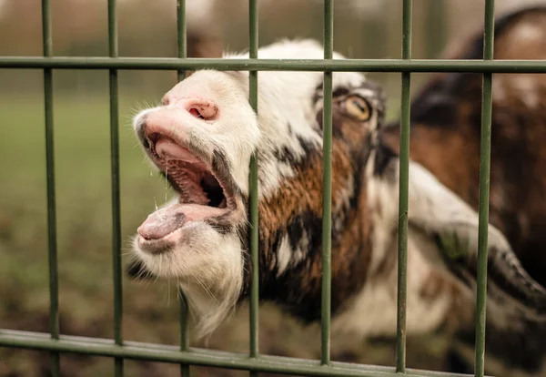 O capră își lipește nasul printr-un gard, făcând o față amuzantă — Fotografie, imagine de stoc