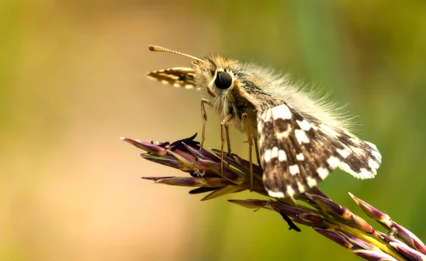 Açık kahverengi kelebek makrosu. Odaklanmamış arka planda siyah gözlü.