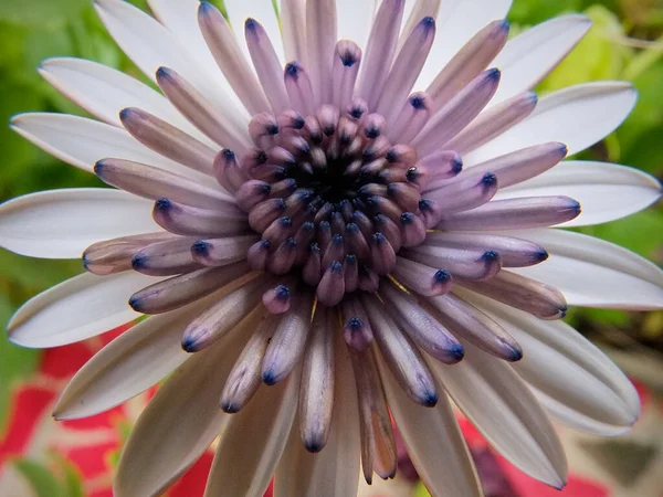 Açık kahverengi kelebek makrosu. Odaklanmamış arka planda siyah gözlü.