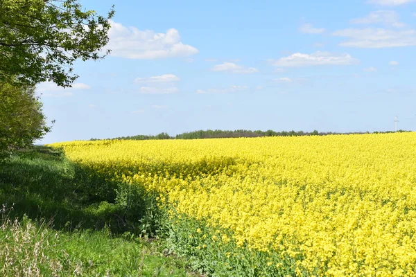 Mavi gökyüzü ve bulutlu sarı kolza tohumu tarlası