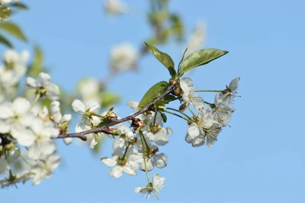 Mavi gökyüzüne karşı kiraz çiçeği dalları