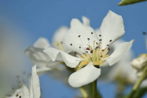 Armut çiçeği mavi gökyüzüne yakın