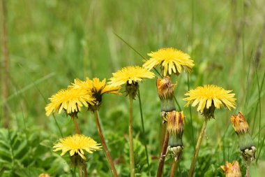 Yeşil çimlerde karahindibalar