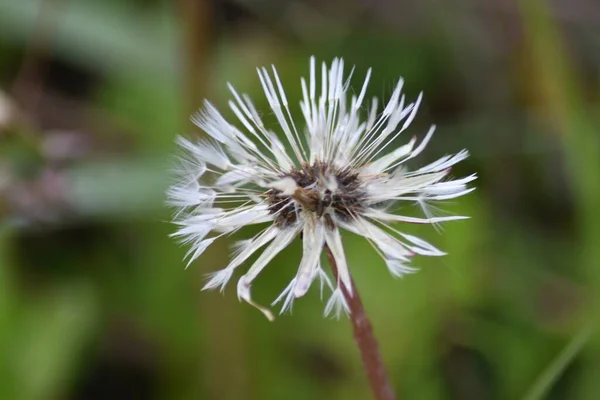 Fiore Dai Semi Dente Leone Dopo Pioggia — Foto Stock