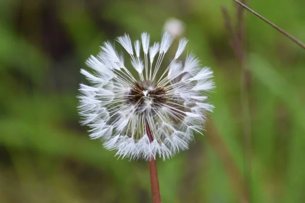 Yeşil arkaplanda beyaz karahindiba