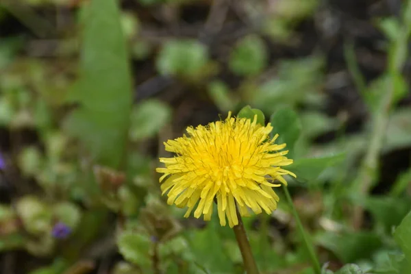 Baharda Sarı Karahindiba Çiçeği — Stok fotoğraf