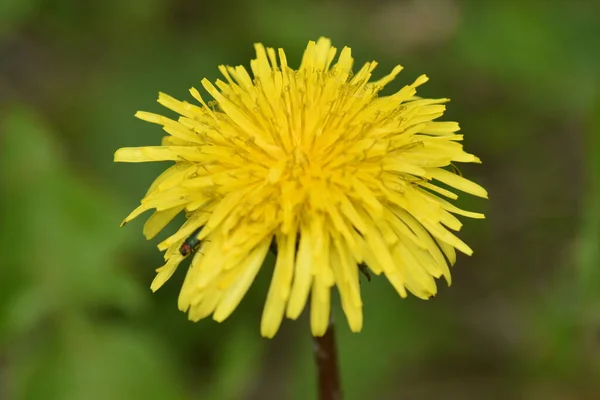 Yeşil arka planda karahindiba