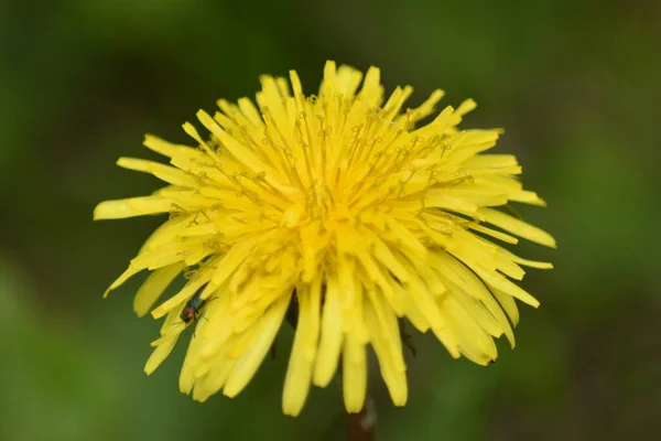 Yeşilde karahindiba yakın plan