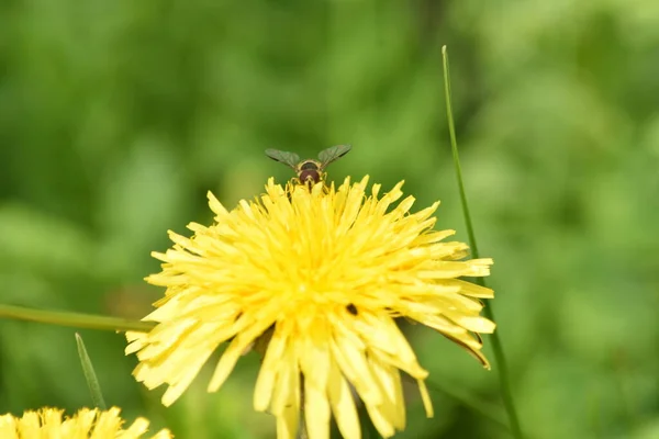 Yeşil bir arka planı olan bir karahindiba.
