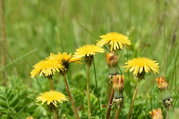 Yeşil çimlerde karahindibalar