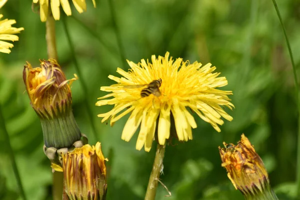 Sarı karahindiba üzerinde arı
