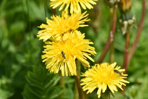 Yeşil arka planda bir böceği olan karahindiba.