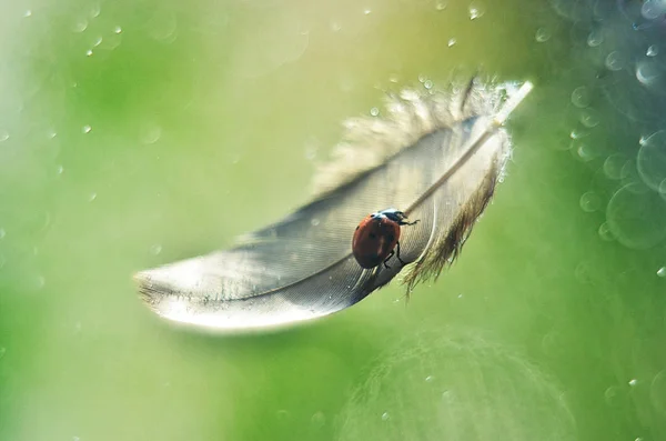 Marienkäfer Fliegen Auf Die Feder — Stockfoto