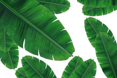 Soyut arka plan izole edildi. Soyut beyaz dalgalar. Perdeden el salla. Beyaz dalga arkaplanı.