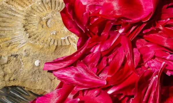 Parlak yanardöner kırmızı yapraklar bir Peony 'nin (Peeonia) çiçek başlarından fosili olan bir kum taşı kayasına düştü. Parlak gün ışığında. Manzara soyut görüntü. İngiltere.