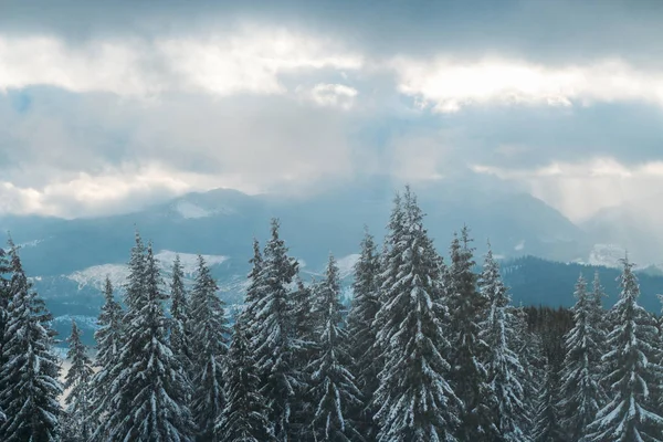 Καρπάθια βουνά στο χιόνι — Φωτογραφία Αρχείου
