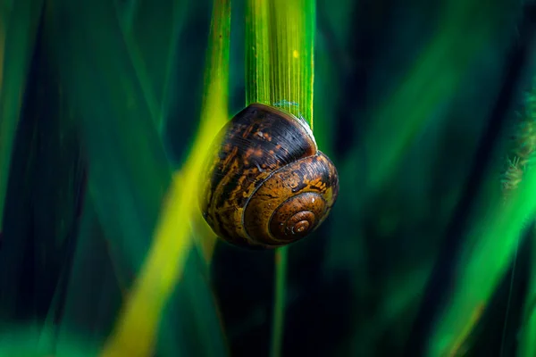 Hus Snigel Ett Löv Stjälk — Stockfoto