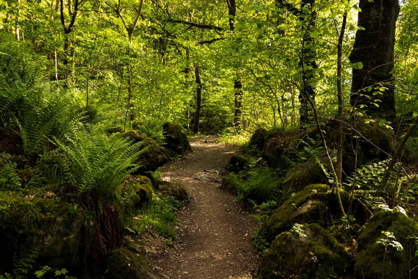 Göl bölgesinde Derwent 'in çevresindeki bir orman yolu.