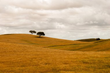 İrlanda 'da bir ağacı olan turuncu bir manzara