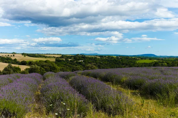 Lavender Field Provence — Stock Photo, Image