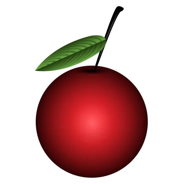 Isolerade färgade cherry — Stock vektor