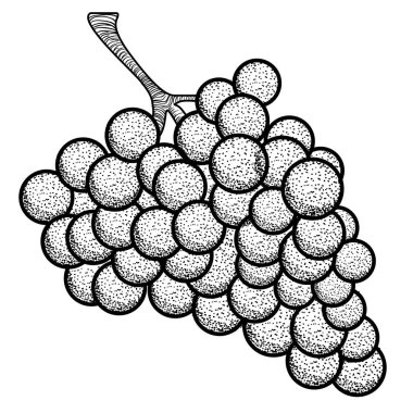 Yalıtılmış bağbozumu üzüm