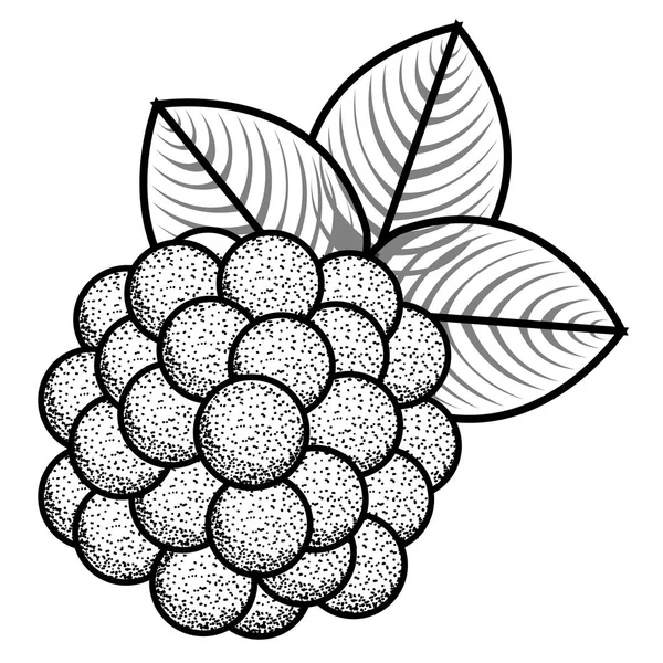 Vereinzelte Weintrauben — Stockvektor