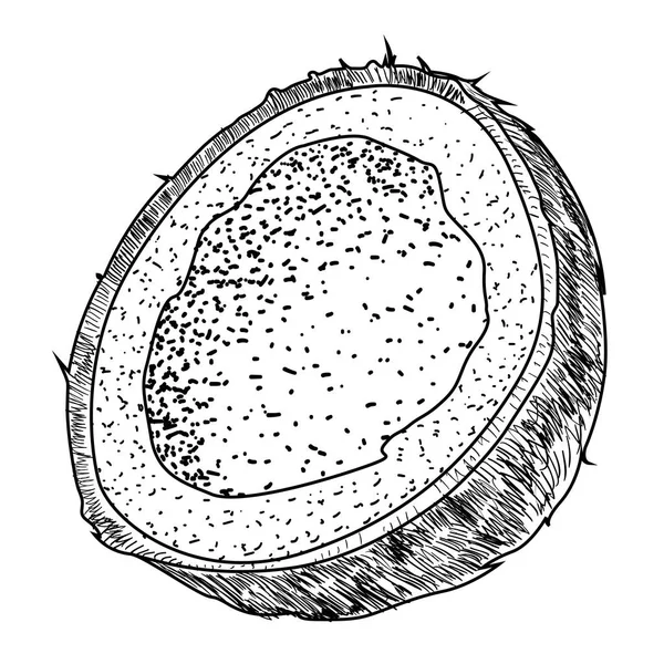 Isolierte Jahrgang geschnittene Kokosnuss — Stockvektor