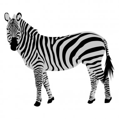 İzole zebra kroki