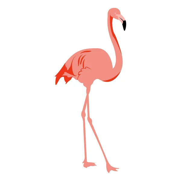 Na białym tle flamingo szkicu — Wektor stockowy