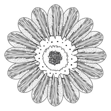 İzole çiçek kroki