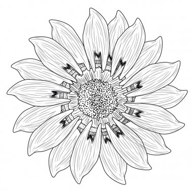 İzole çiçek kroki