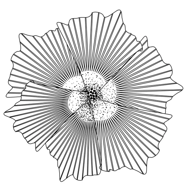 Geïsoleerde bloem schets — Stockvector