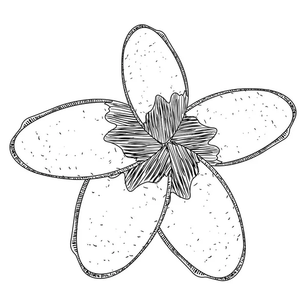 Изолированный цветочный набросок — стоковый вектор